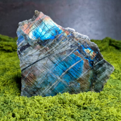 labradotyt-stojący-duży